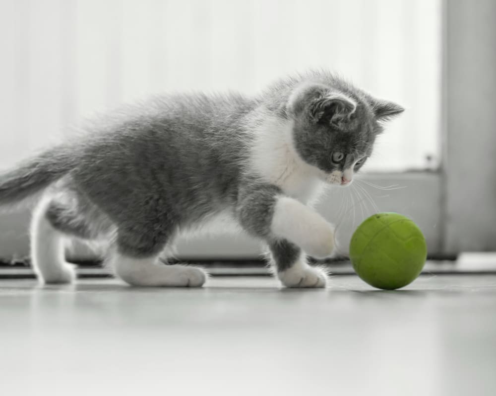 Internal Medicine for Cats & Dogs, Longmont Veterinarian