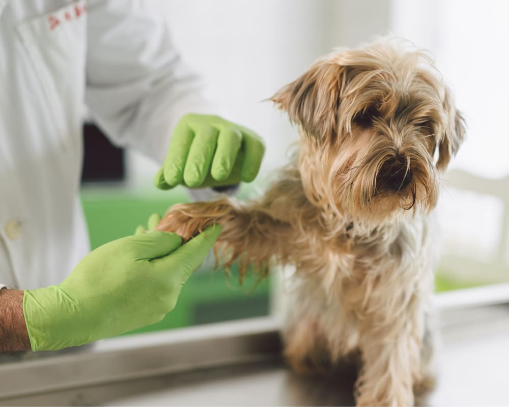 Internal Medicine for Cats & Dogs, Longmont Veterinarian